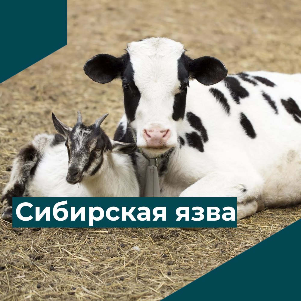 Внимание!.